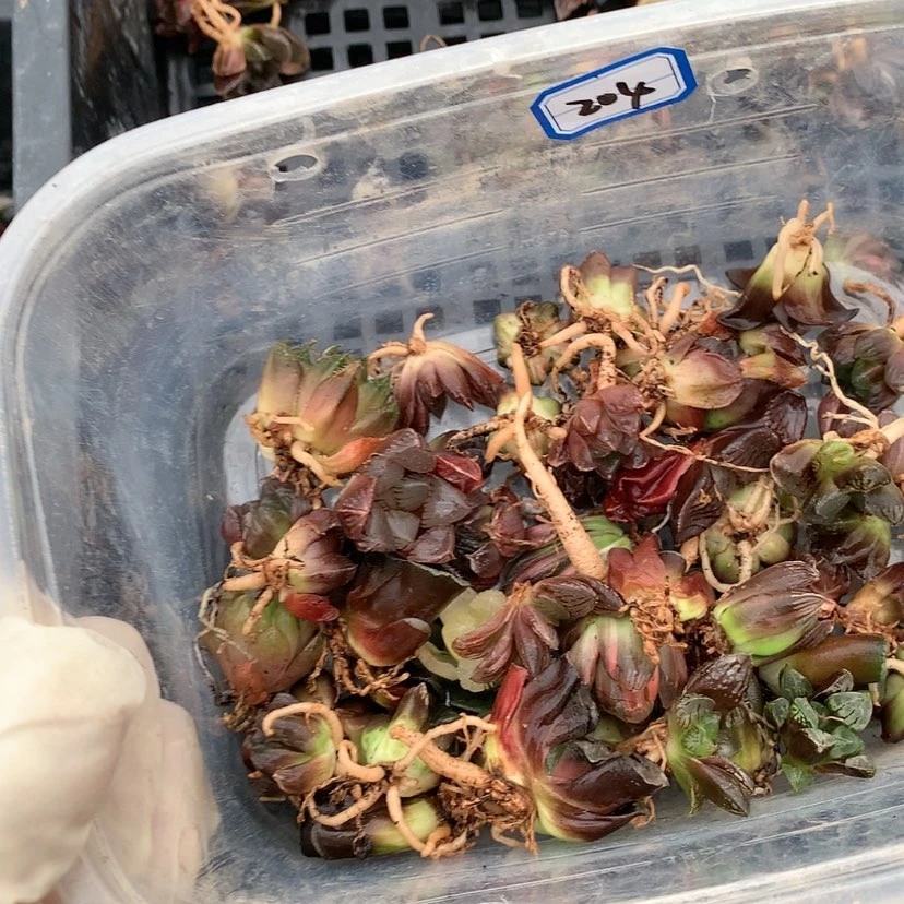 【闪购商品】星*橙204号....