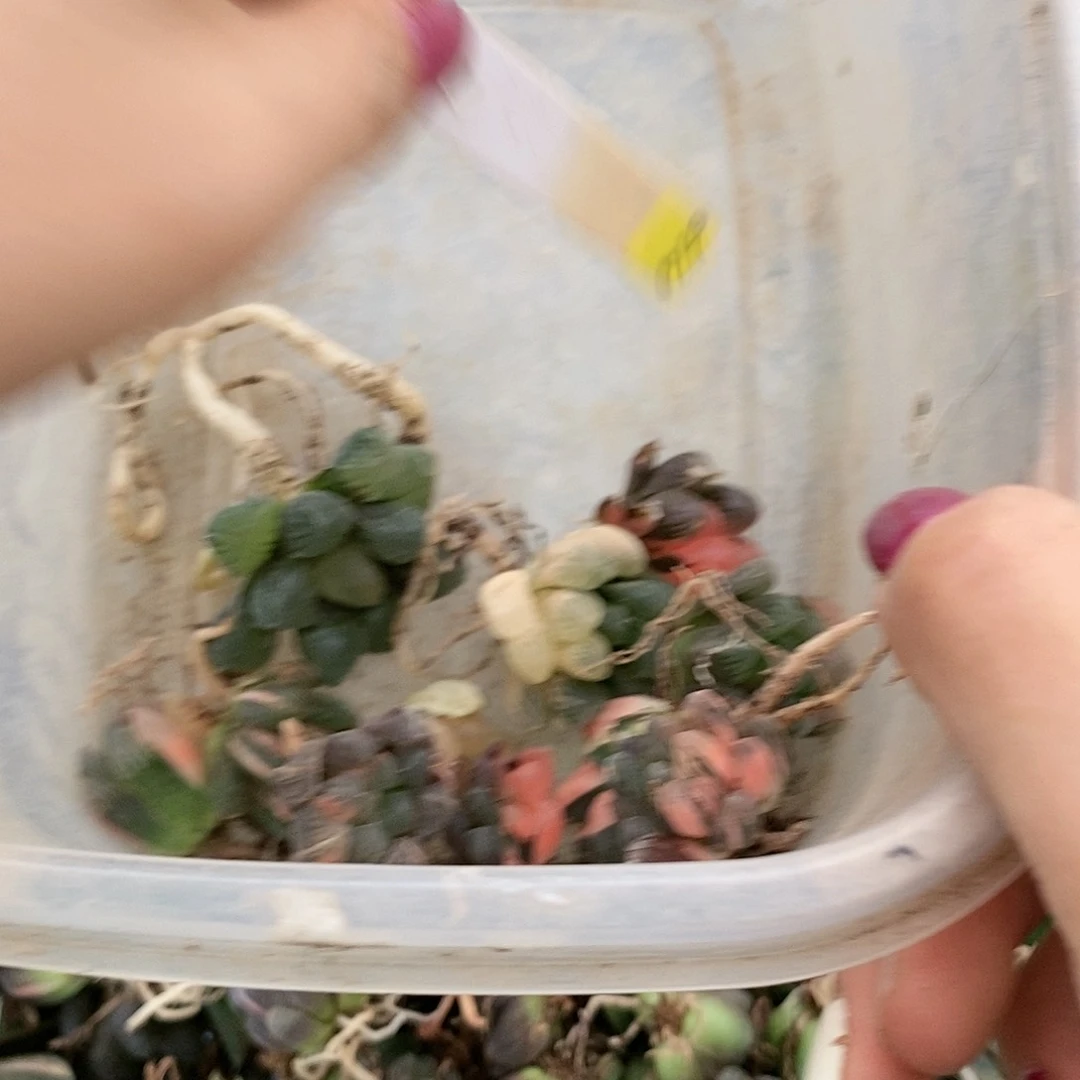 暮**阳674多肉植物提取