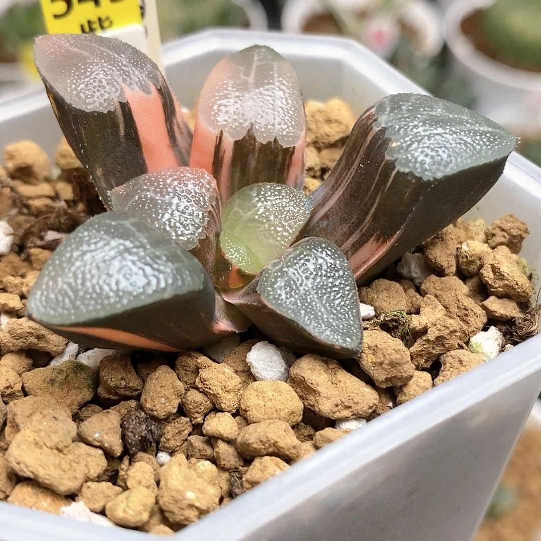 543网纹克多肉植物盆栽