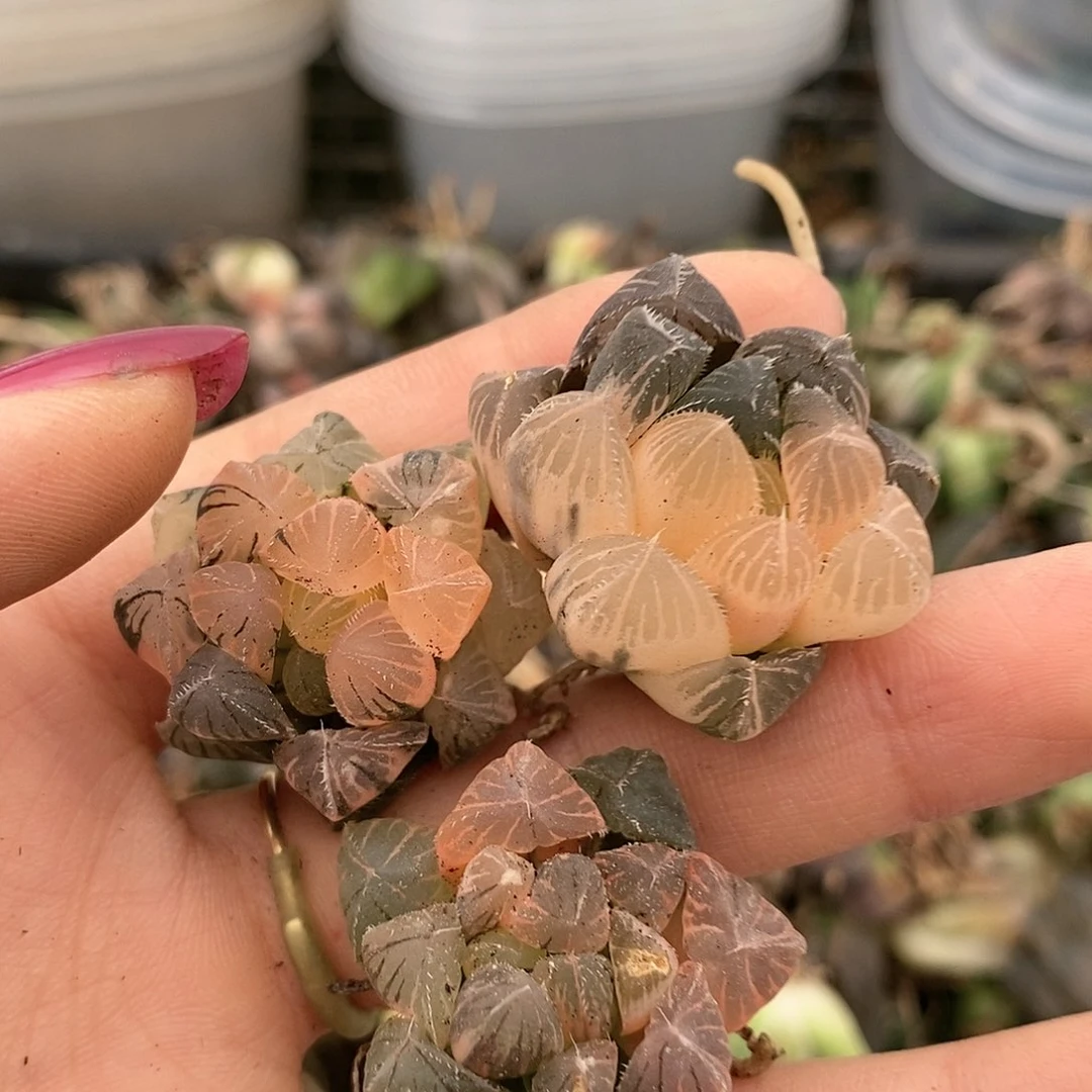 57多肉植物提取物