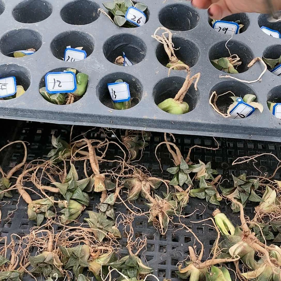 ◎*30多肉植物提取物