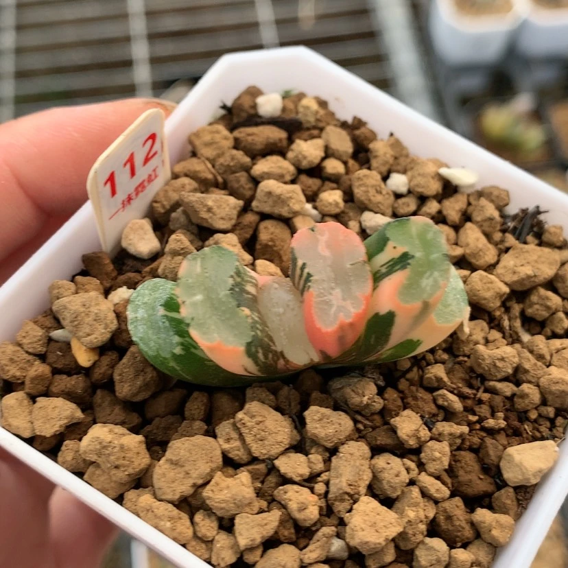 【闪购商品】红陶20CM以下