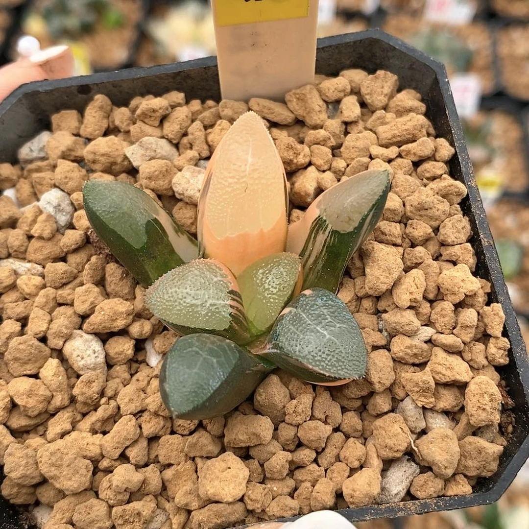 670网纹克多肉植物