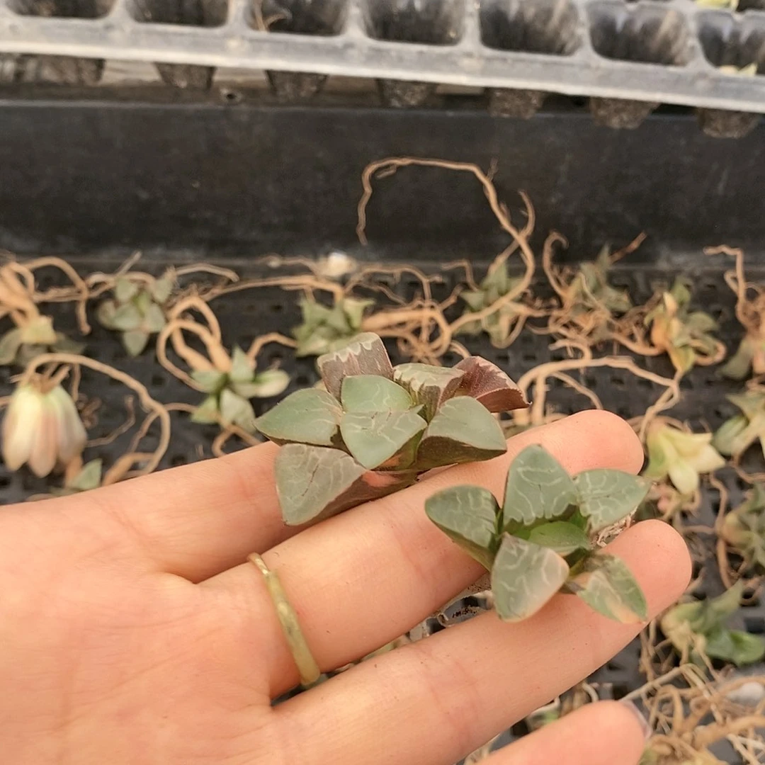 21多肉植物提取物