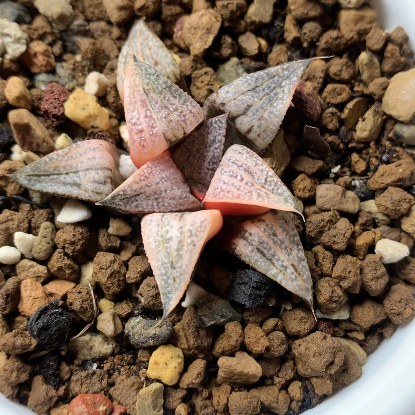 【闪购商品】青蟹寿锦