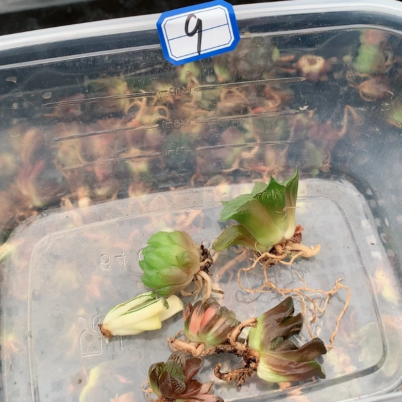 【闪购商品】9号8888888