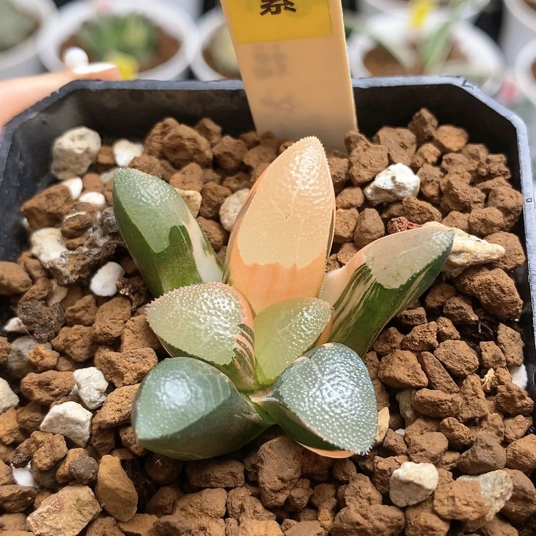 670网纹克多肉植物组合