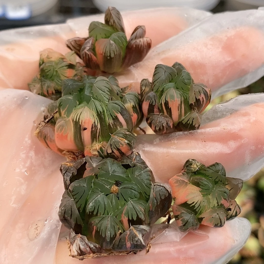 16多肉植物提取物