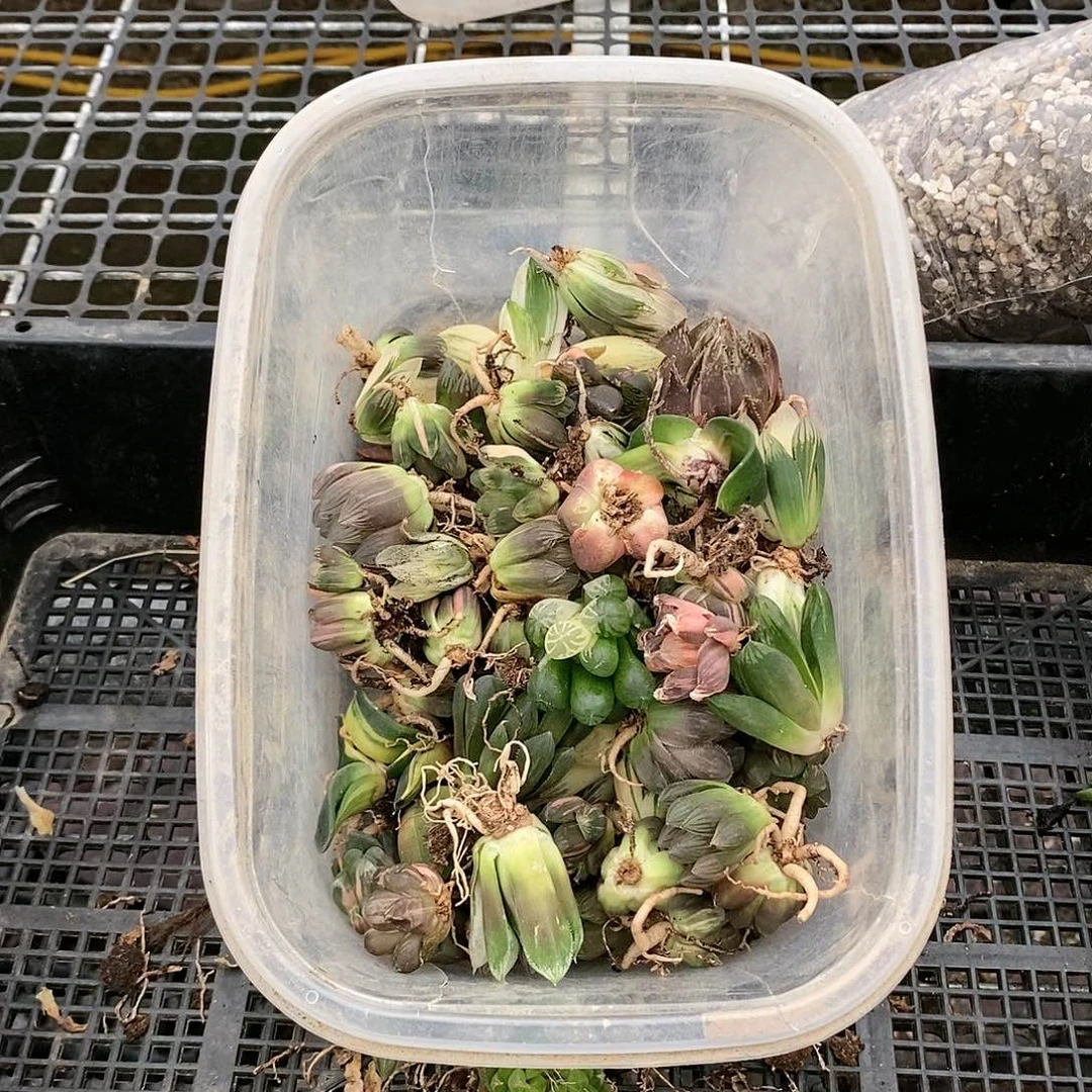 104多肉植物提取物