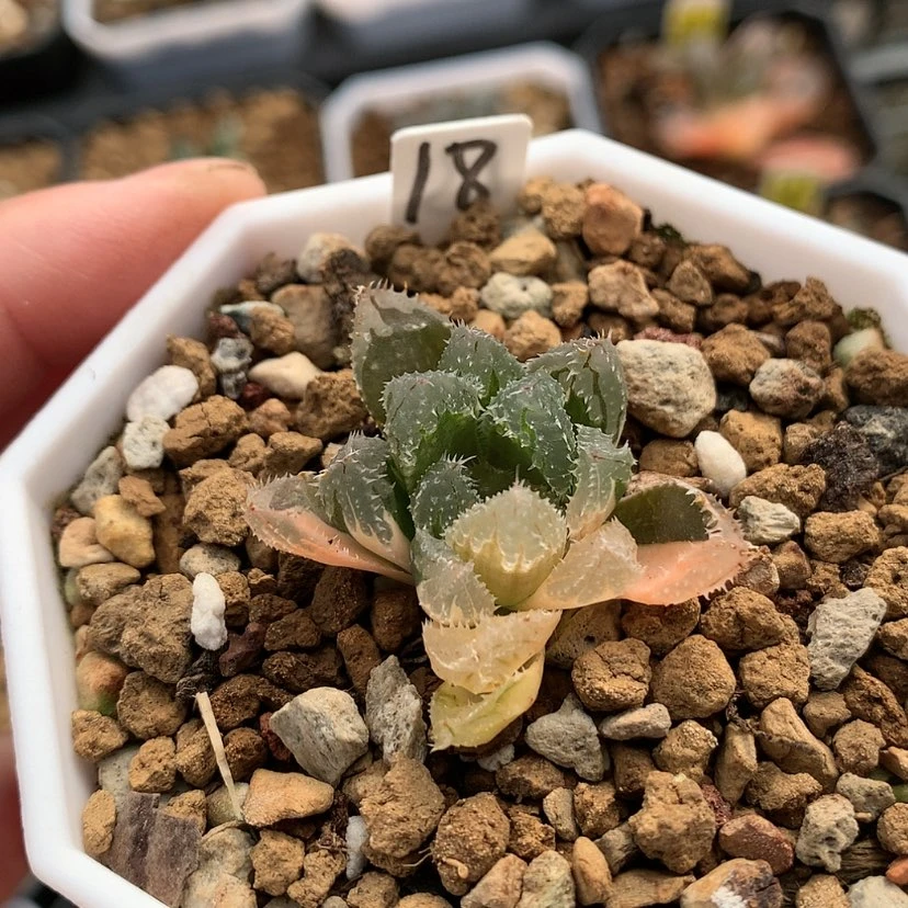 【闪购商品】红陶20CM以下18号玄冰