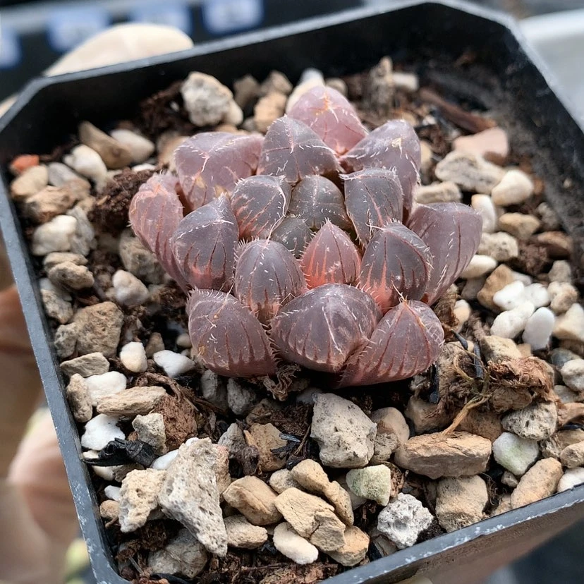 【闪购商品】赤线玉露锦...