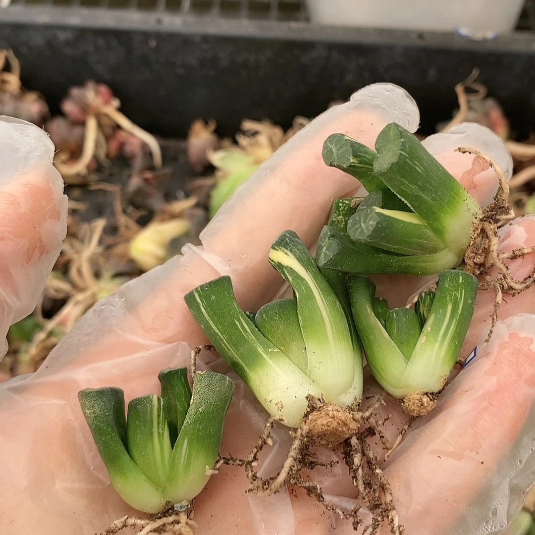 等***來39多肉植物提取物