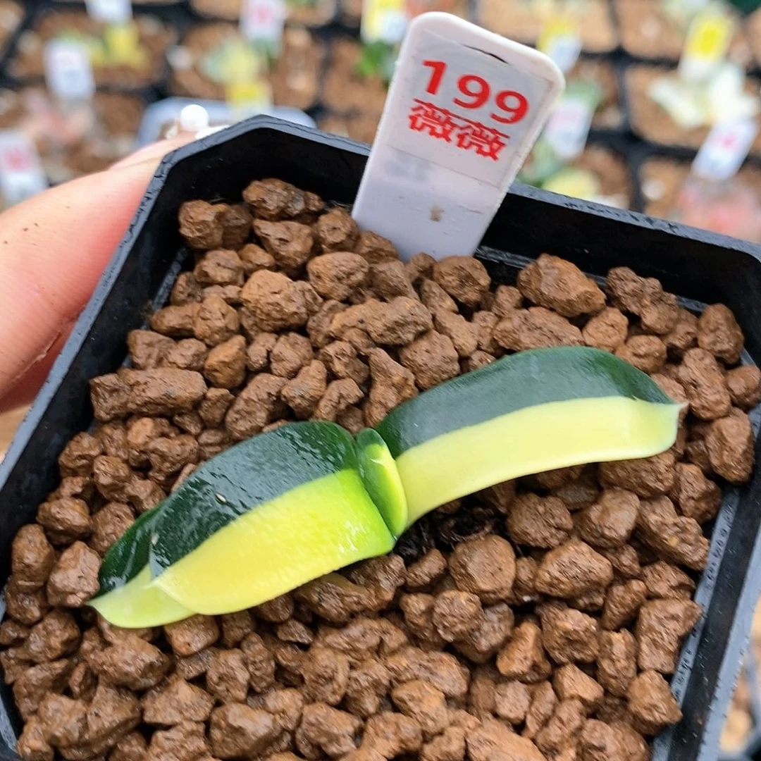 198军配卧牛多肉植物
