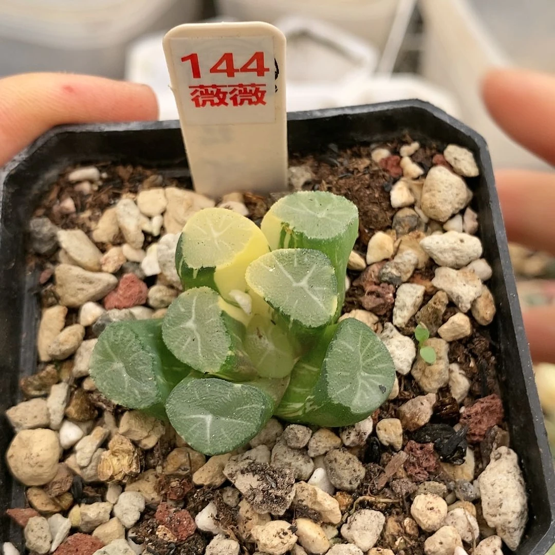 144多肉植物提取物