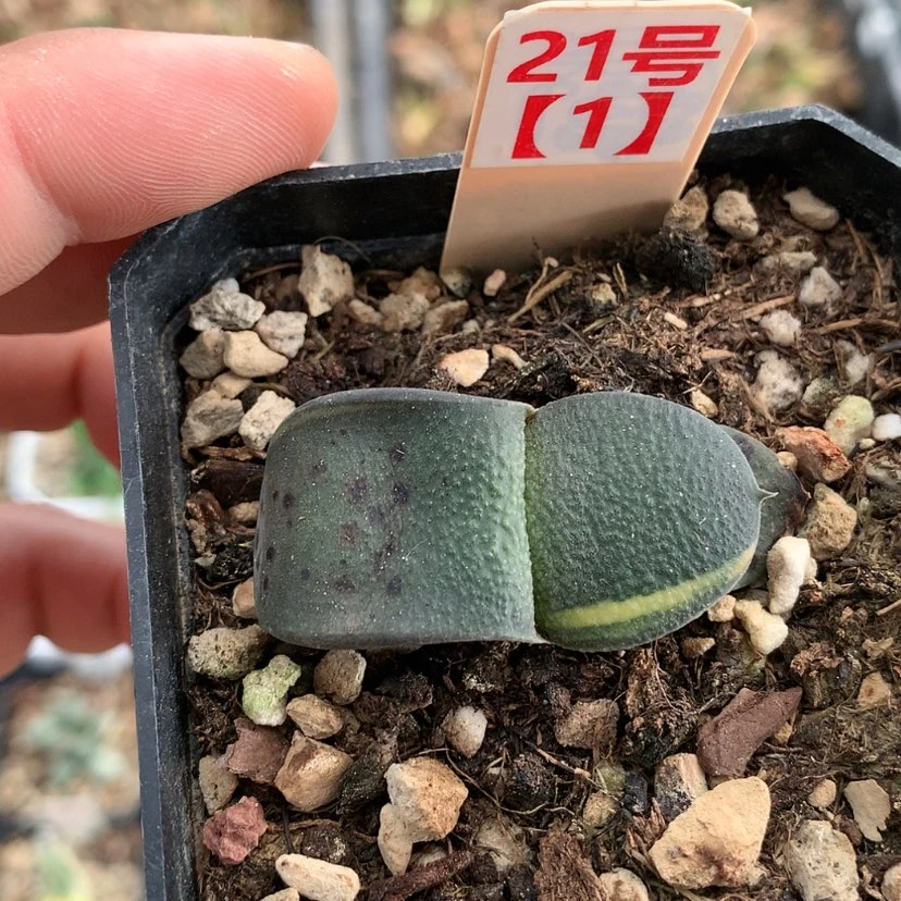 【闪购商品】红陶20CM以下卧牛锦
