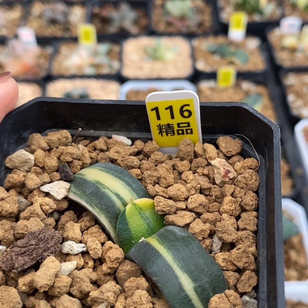 飘*116碧峰玉扇多肉植物