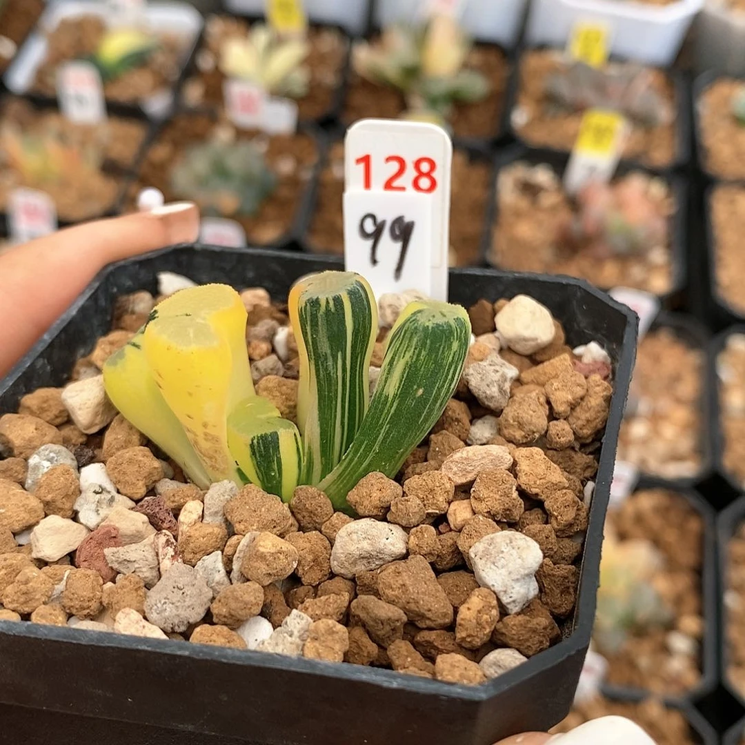 128大明湖万象多肉植物