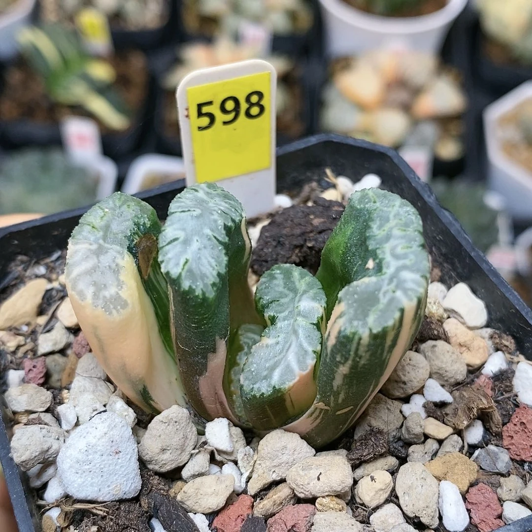 598隼x玄武多肉植物