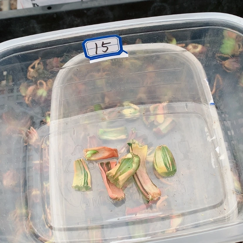 【闪购商品】15号88888888