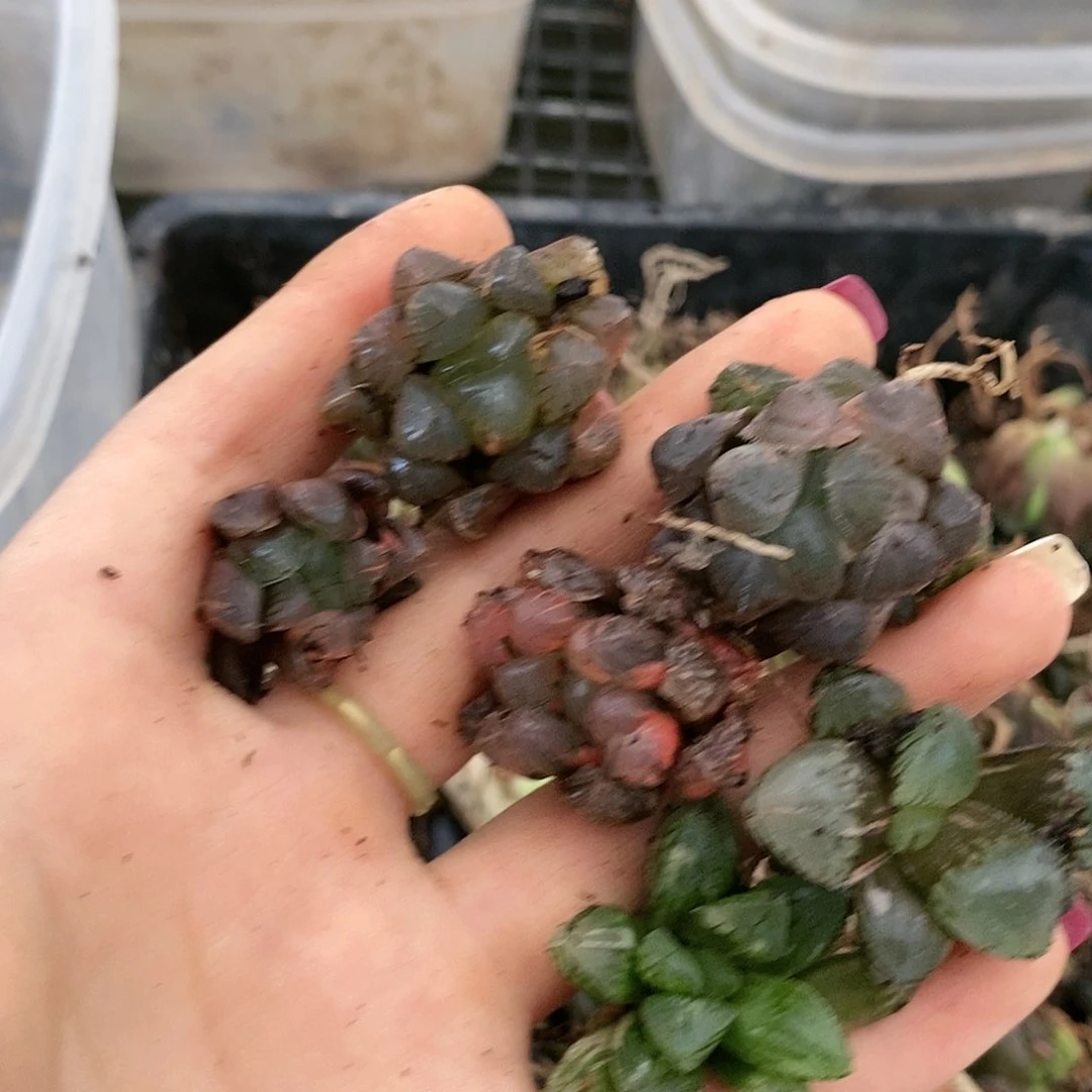 134多肉植物提取物组成