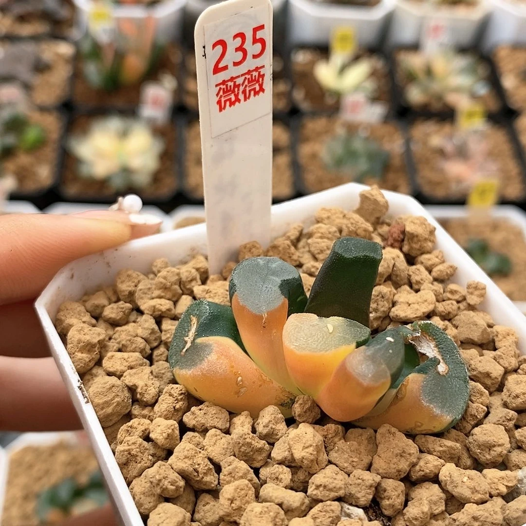235大明湖万象多肉植物