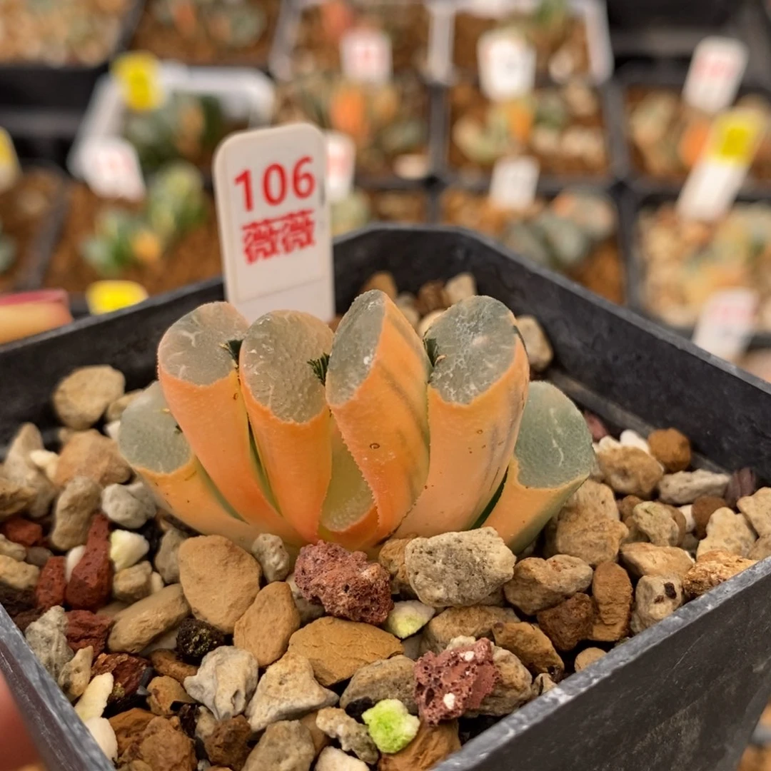 106大绳玉扇多肉植物