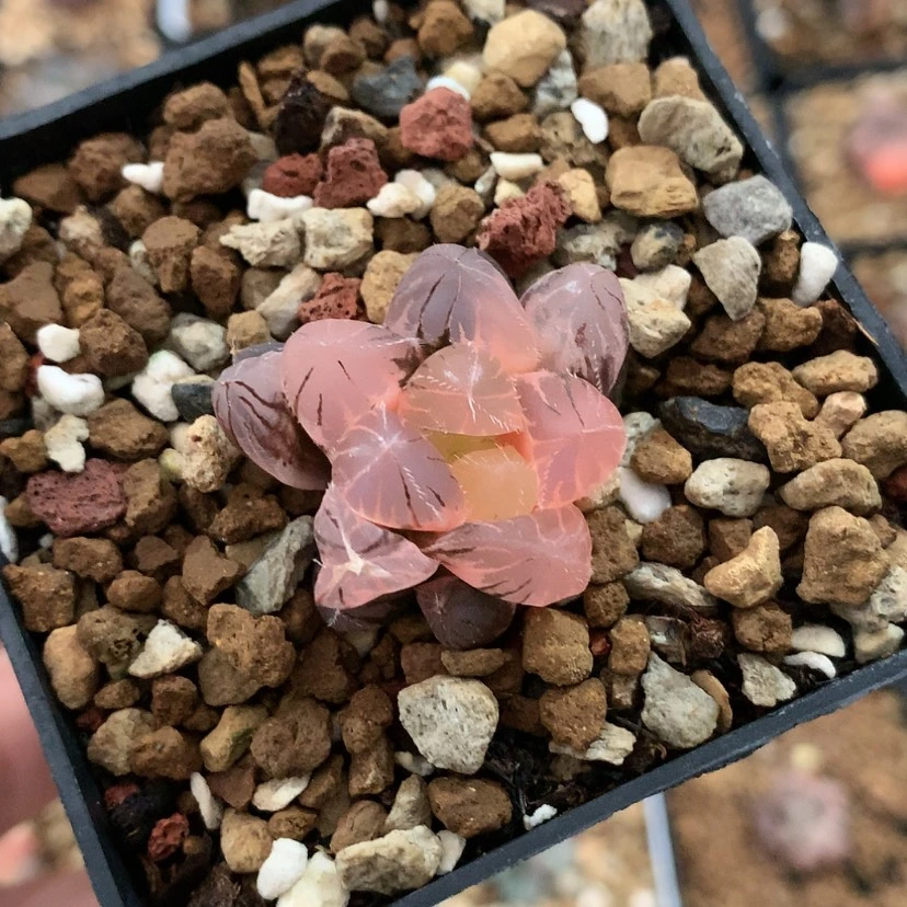 【闪购商品】红陶20CM以下