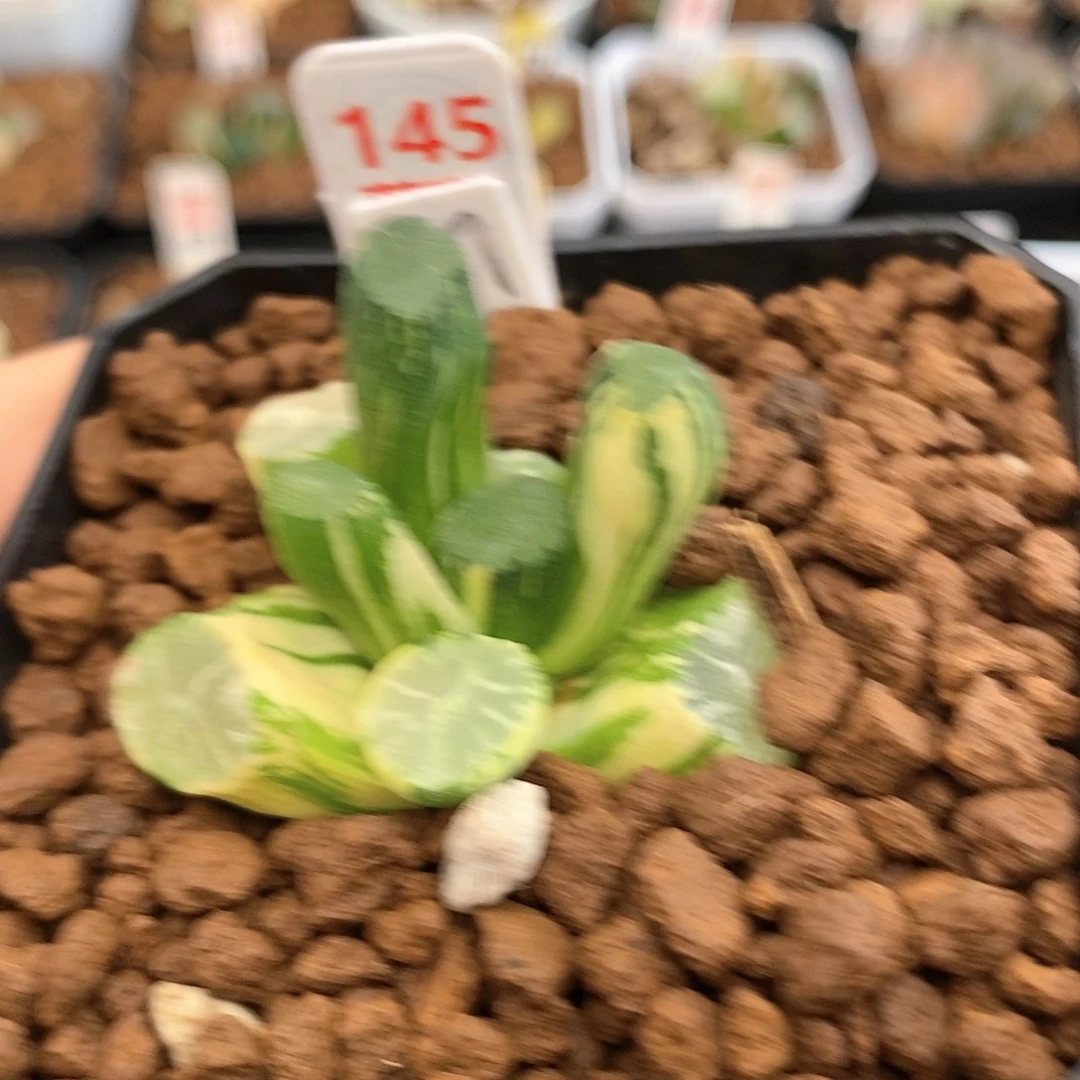 145白庙万象多肉植物