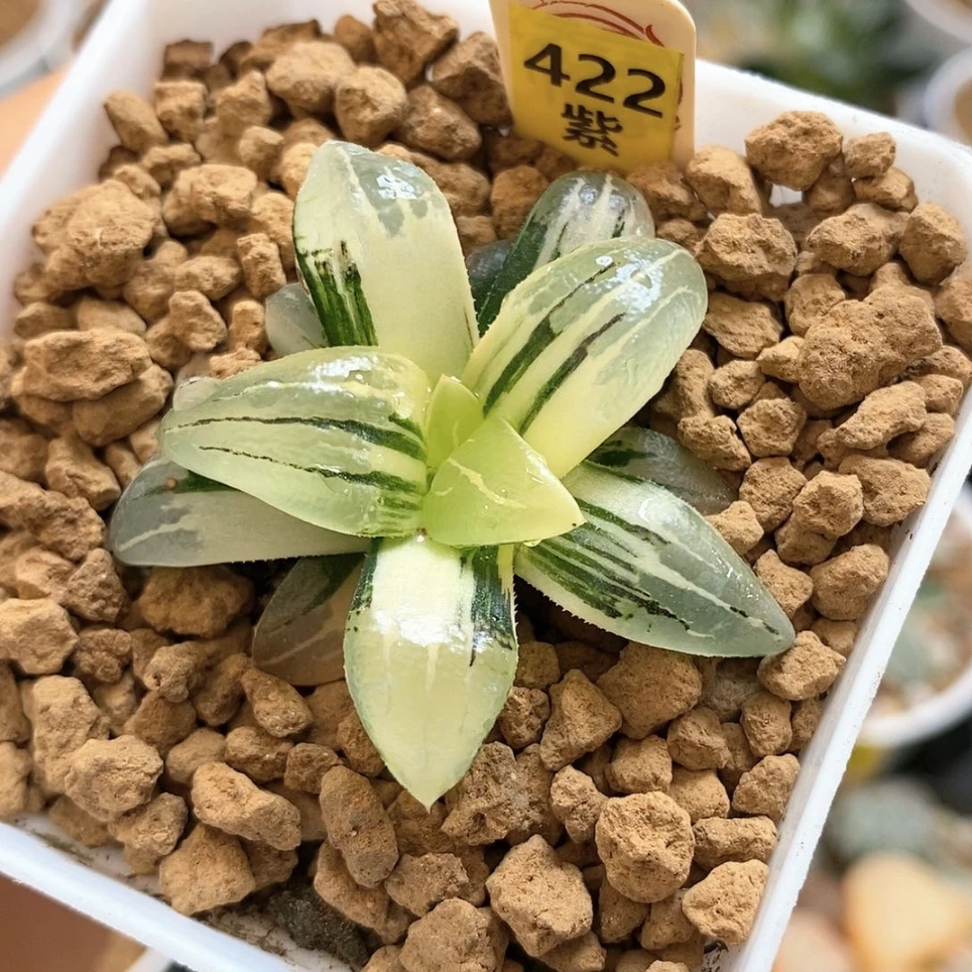 422红文寿多肉植物