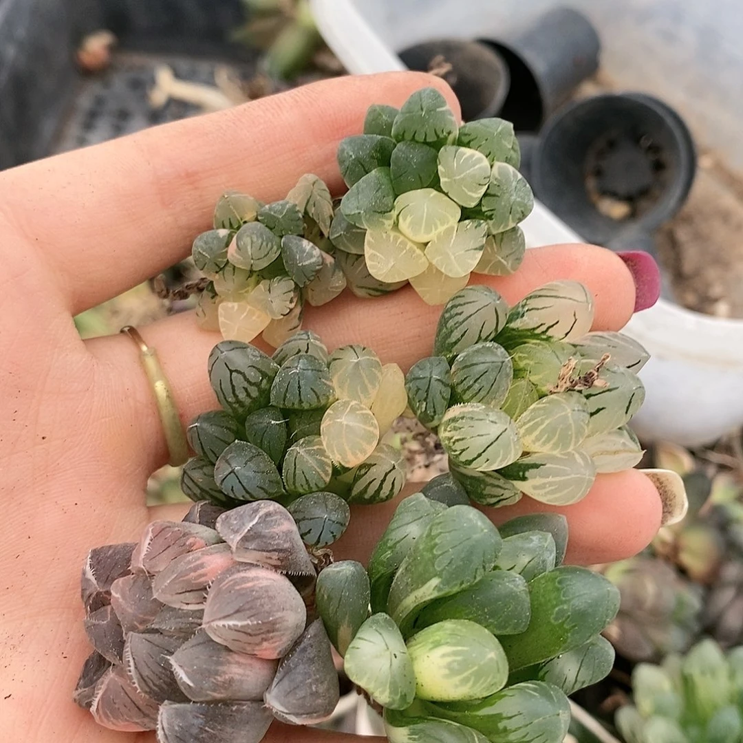 431多肉植物提取物