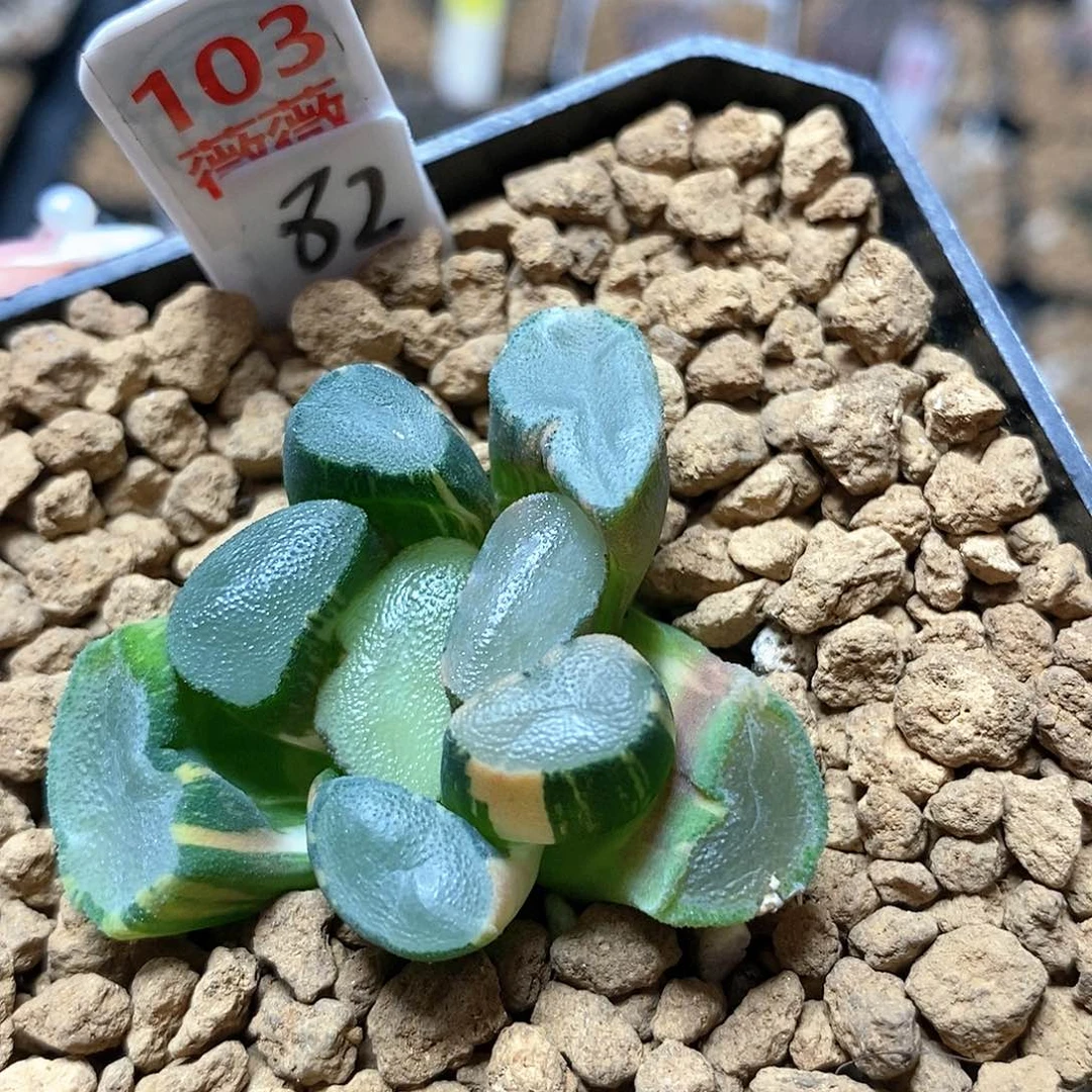 静*103透镜万象多肉植物盆栽