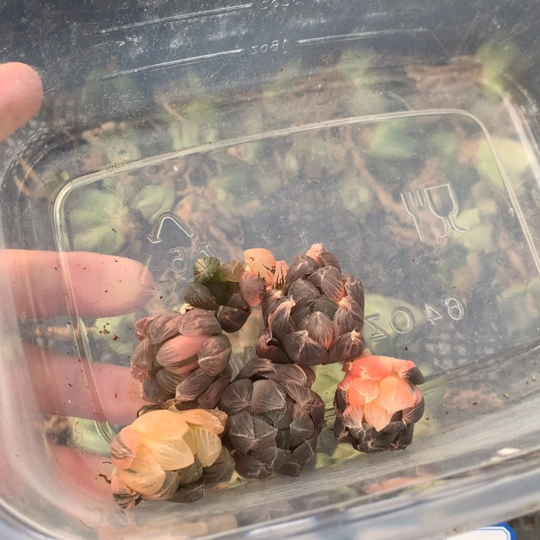 74号洞天一物一拍套餐