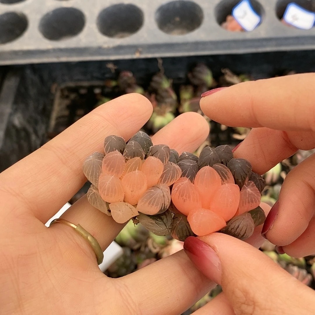 5多肉植物提取物