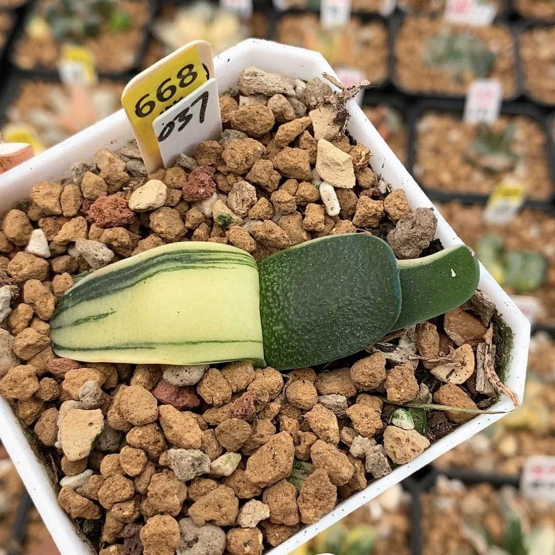 668珍珠卧牛多肉植物盆栽