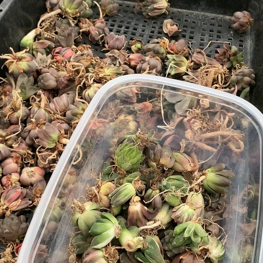 ?****?79多肉植物提取物
