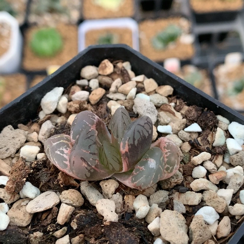 【闪购商品】红陶20CM以下