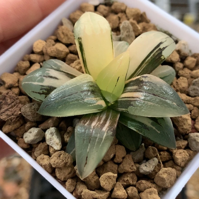 【闪购商品】红陶20CM以下