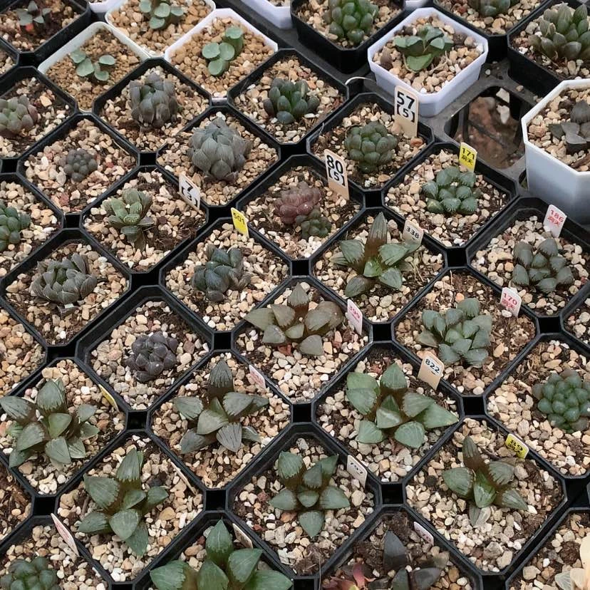 【闪购商品】红陶20CM以下30元10颗包邮非偏远地区