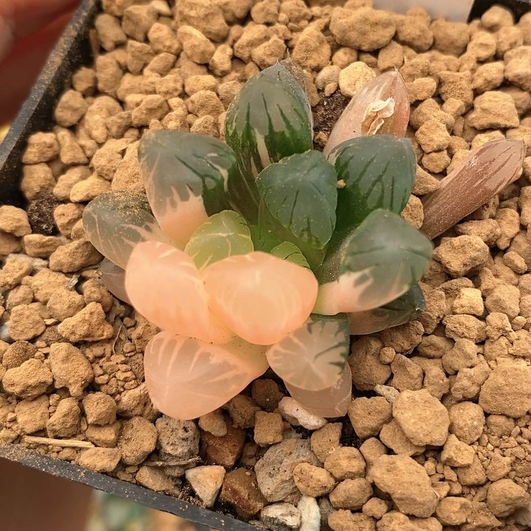 438玉露多肉植物盆栽