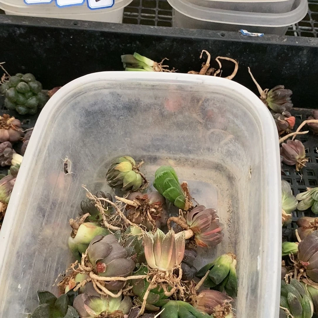 91多肉植物提取物