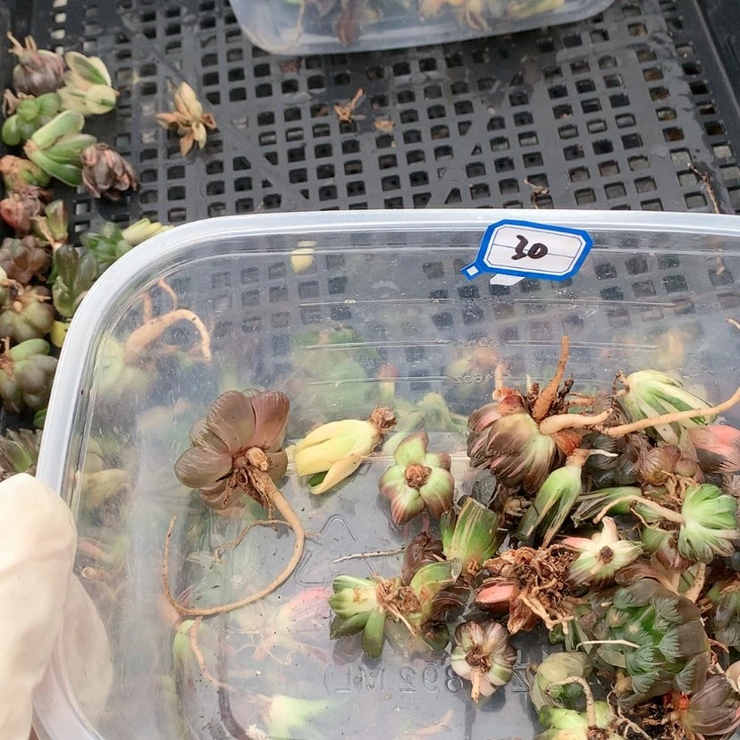 【闪购商品】鹿**?30号.....