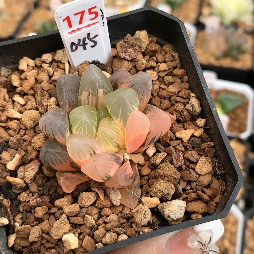 175老川玉露多肉植物
