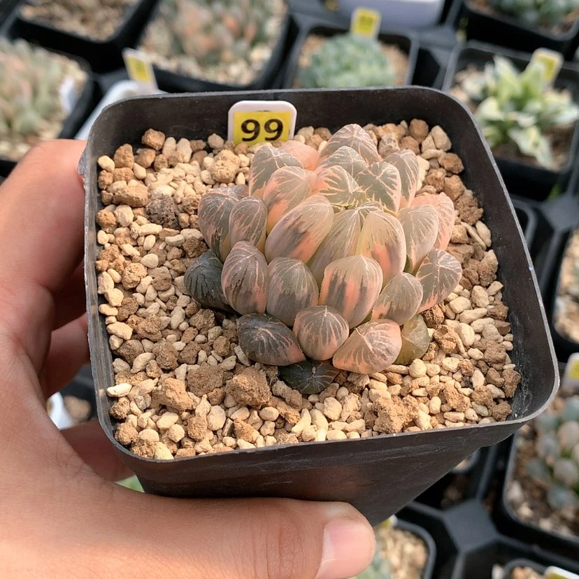 【闪购商品】红陶20CM以下99号88888888