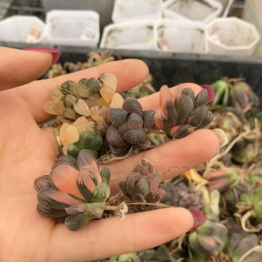 登****登110多肉植物提取