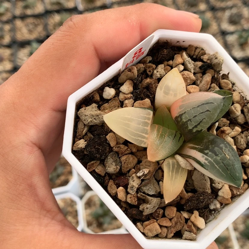 【闪购商品】红陶20CM以下