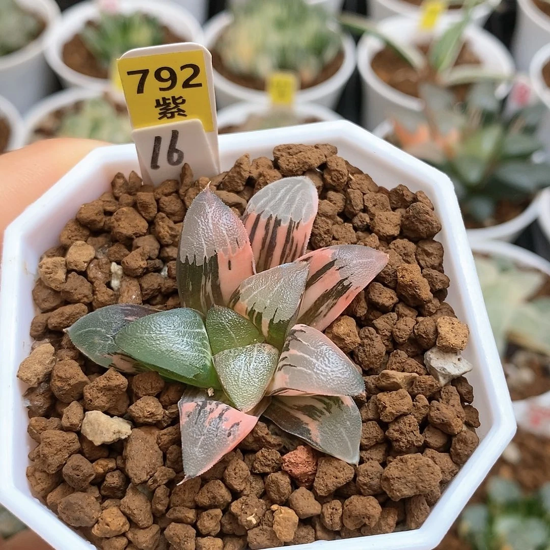 792电路板克多肉植物组合