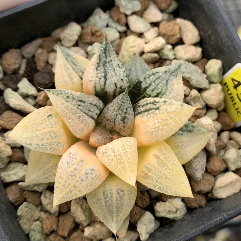 【闪购商品】红陶20CM以下