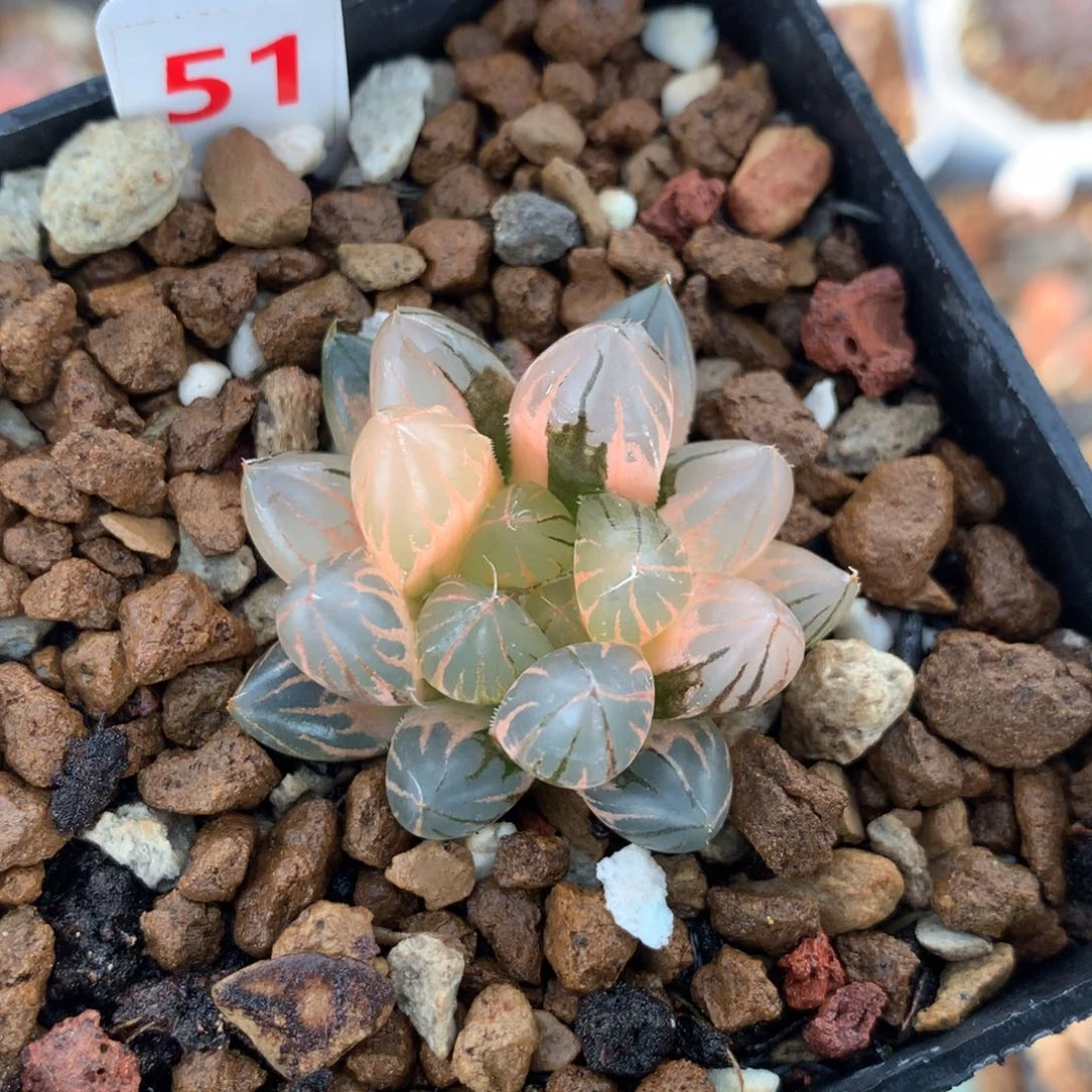 红陶51号霓虹灯玉露锦