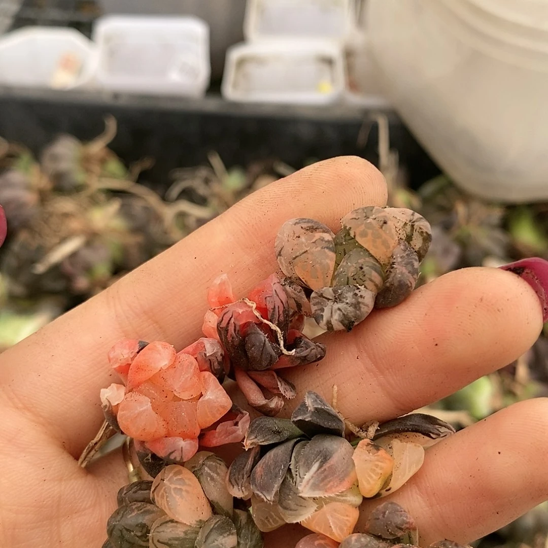 梦**色237多肉植物提取物