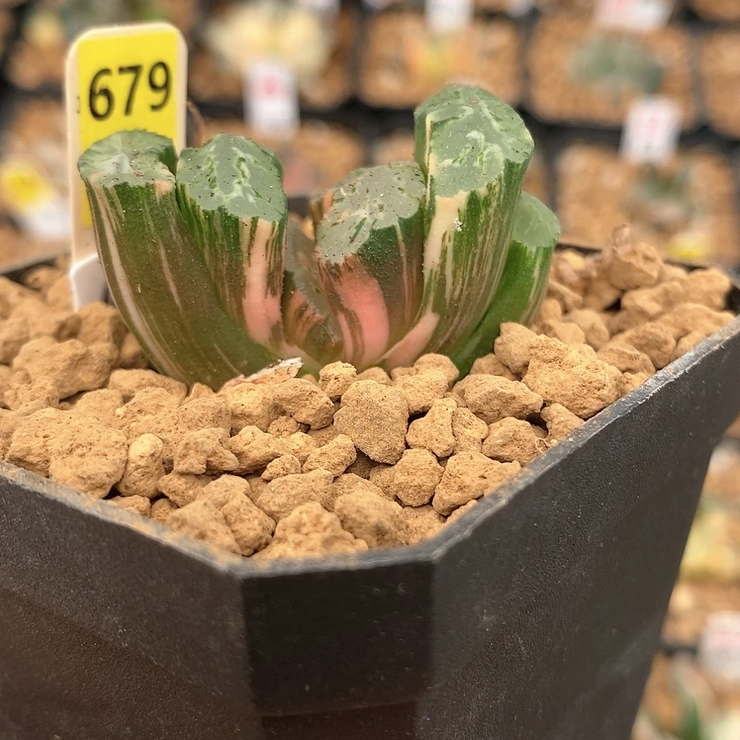 679北斋玉扇多肉植物盆栽